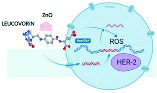 Graphical abstract: High cytotoxic activity of ZnO@leucovorin nanocomposite based materials against an MCF-7 cell model