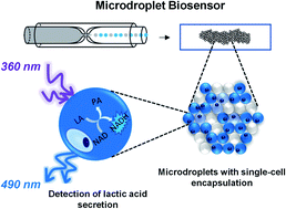 Graphical abstract: The sensitive detection of single-cell secreted lactic acid for glycolytic inhibitor screening with a microdroplet biosensor