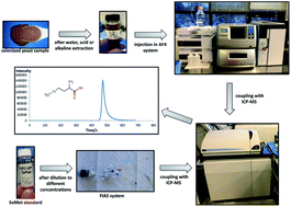 Graphical abstract: Evaluation of different strategies for determination of selenomethionine (SeMet) in selenized yeast by asymmetrical flow field flow fractionation coupled to inductively coupled plasma mass spectrometry (AF4-ICP-MS)