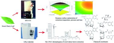 Graphical abstract: Optimizing the supercritical carbon dioxide extraction of sweet cherry (Prunus avium L.) leaves and UPLC-MS/MS analysis