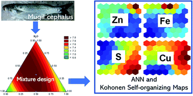 Graphical abstract: Artificial neural network employment for element determination in Mugil cephalus by ICP OES in Pontal Bay, Brazil