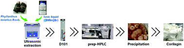 Graphical abstract: Preparative purification of corilagin from Phyllanthus by combining ionic liquid extraction, prep-HPLC, and precipitation