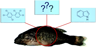 Graphical abstract: Modified QuEChERS extraction for the analysis of young-of-year smallmouth bass using GC × GC-TOFMS