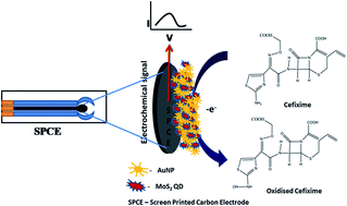 Graphical abstract: The fabrication of an MoS2 QD–AuNP modified screen-printed electrode for the improved electrochemical detection of cefixime