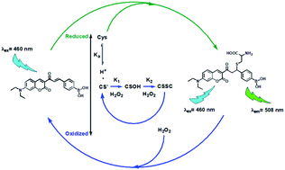 Graphical abstract: A fluorescent probe based on reversible Michael addition–elimination reaction for the cycle between cysteine and H2O2