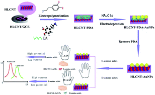 Graphical abstract: Electrochemical chiral amino acid biosensor based on dopamine-localized gold nanoparticles @ left-handed spiral chiral carbon nanotubes