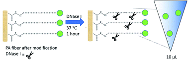 Graphical abstract: Modification of polyacrylate sorbent coatings with carbodiimide crosslinker chemistry for sequence-selective DNA extraction using solid-phase microextraction