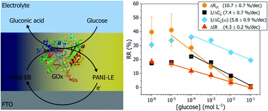 Graphical abstract: Comparing glucose and urea enzymatic electrochemical and optical biosensors based on polyaniline thin films