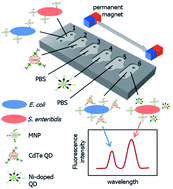 Graphical abstract: Multiplex enumeration of Escherichia coli and Salmonella enteritidis in a passive capillary microfluidic chip