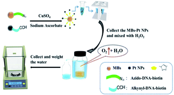 Graphical abstract: Determination of copper ions in herbal medicine based on click chemistry using an electronic balance as a readout