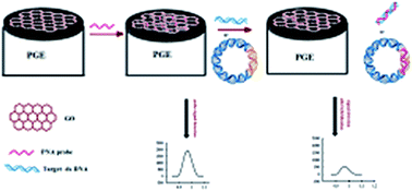 Graphical abstract: An electrochemical biosensor based on a graphene oxide modified pencil graphite electrode for direct detection and discrimination of double-stranded DNA sequences