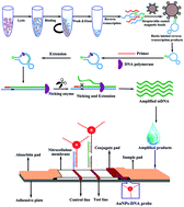 Graphical abstract: A lateral flow biosensor based on gold nanoparticles detects four hemorrhagic fever viruses