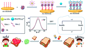 Graphical abstract: Gold nanoparticle-engineered electrochemical aptamer biosensor for ultrasensitive detection of thrombin