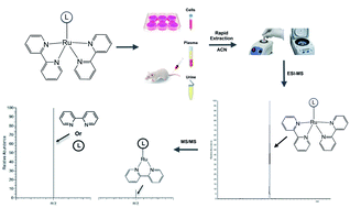 Graphical abstract: Rapid quantification of ruthenium(ii) polypyridyl anti-cancer drugs using a selective ligand dissociation LC-MS/MS method