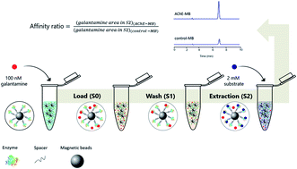 Graphical abstract: Micro- and nano-sized amine-terminated magnetic beads in a ligand fishing assay