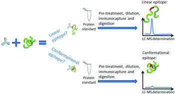 Graphical abstract: Liquid chromatography mass spectrometry based characterization of epitope configurations