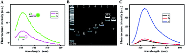 Graphical abstract: An enzyme-free fluorescent biosensor for highly sensitive detection of carcinoembryonic antigen based on aptamer-induced entropy-driven circuit