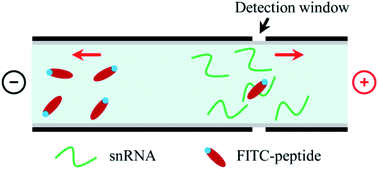 Graphical abstract: An electroosmotic flow-free two-direction migration strategy enables fast affinity capillary electrophoresis to study the weak interactions between basic peptides and RNA
