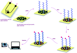 Graphical abstract: Optimized DNA-based biosensor for monitoring Leishmania infantum in human plasma samples using biomacromolecular interaction: a novel platform for infectious disease diagnosis