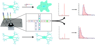 Graphical abstract: Measuring stimulation and inhibition of intracellular nitric oxide production in SIM-A9 microglia using microfluidic single-cell analysis