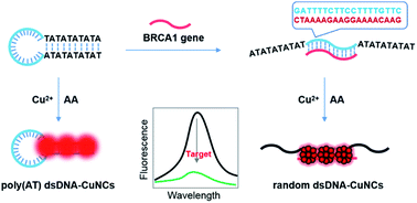 Graphical abstract: Fluorometric determination of the breast cancer 1 gene based on the target-induced conformational change of a DNA template for copper nanoclusters