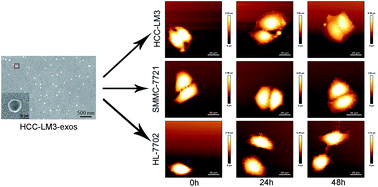 Graphical abstract: A study on the effects of tumor-derived exosomes on hepatoma cells and hepatocytes by atomic force microscopy