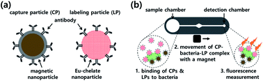 Graphical abstract: Rapid single-cell detection of pathogenic bacteria for in situ determination of food safety