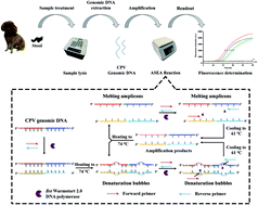 Graphical abstract: Accelerated denaturation bubble-mediated strand exchange amplification for rapid and accurate detection of canine parvovirus