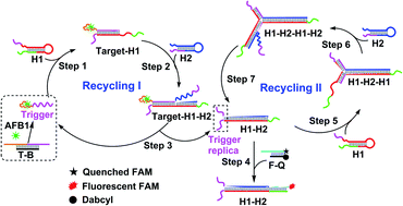 Graphical abstract: Self-replicating catalyzed hairpin assembly for rapid aflatoxin B1 detection