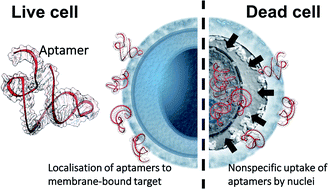 Graphical abstract: Nonspecific nuclear uptake of anti-MUC1 aptamers by dead cells: the role of cell viability monitoring in aptamer targeting of membrane-bound protein cancer biomarkers