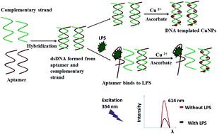 Graphical abstract: dsDNA-templated fluorescent copper nanoparticles for the detection of lipopolysaccharides