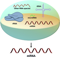Graphical abstract: Methods for isolation of messenger RNA from biological samples