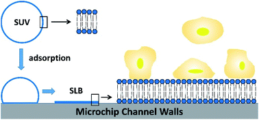 Graphical abstract: Supported bilayer membranes for reducing cell adhesion in microfluidic devices