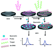 Graphical abstract: The development of an electrochemical DNA biosensor based on quercetin as a new electroactive indicator for DNA hybridization detection