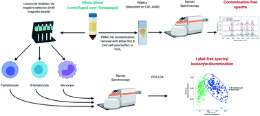 Graphical abstract: Comparison of sample preparation methodologies towards optimisation of Raman spectroscopy for peripheral blood mononuclear cells