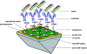 Graphical abstract: An SPR imaging immunosensor for leptin determination in blood plasma