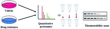 Graphical abstract: Probing the methotrexate–protein interactions by proteomics and thermostability assay for drug resistance study