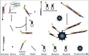 Graphical abstract: A toehold-mediated strand displacement cascade-based DNA assay method via flow cytometry and magnetic separation