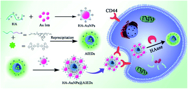 Graphical abstract: Rational design of a HA-AuNPs@AIED nanoassembly for activatable fluorescence detection of HAase and imaging in tumor cells