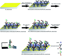 Graphical abstract: Bioconjugation of 2-arachidonoyl glycerol (2-AG) biotinylated antibody with gold nano-flowers toward immunosensing of 2-AG in human plasma samples: A novel immuno-platform for the screening of immunomodulation and neuroprotection using biosensing