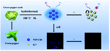 Graphical abstract: Facile synthesis of biomass waste-derived fluorescent N, S, P co-doped carbon dots for detection of Fe3+ ions in solutions and living cells