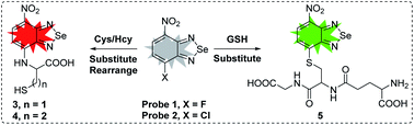 Graphical abstract: Simultaneous sensing of cysteine/homocysteine and glutathione with a fluorescent probe based on a single atom replacement strategy