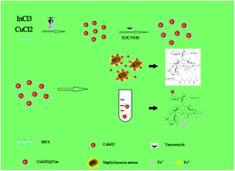 Graphical abstract: Employing CuInS2 quantum dots modified with vancomycin for detecting Staphylococcus aureus and iron(iii)