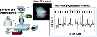 Graphical abstract: A microfluidic bubble perfusion device for brain slice culture