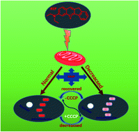 Graphical abstract: Fabrication of a fluorescent probe for reversibly monitoring mitochondrial membrane potential in living cells