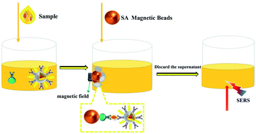 Graphical abstract: Rapid, highly sensitive and quantitative detection of interleukin 6 based on SERS magnetic immunoassay