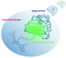 Graphical abstract: Fluorescent detection of target proteins via a molecularly imprinted hydrogel