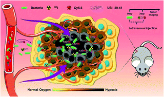 Graphical abstract: Attenuated Salmonella typhimurium-mediated tumour targeting imaging based on peptides