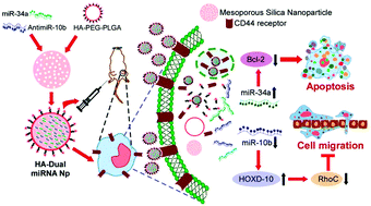 Graphical abstract: Delivery of dual miRNA through CD44-targeted mesoporous silica nanoparticles for enhanced and effective triple-negative breast cancer therapy