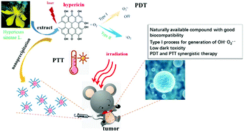 Graphical abstract: Naturally available hypericin undergoes electron transfer for type I photodynamic and photothermal synergistic therapy